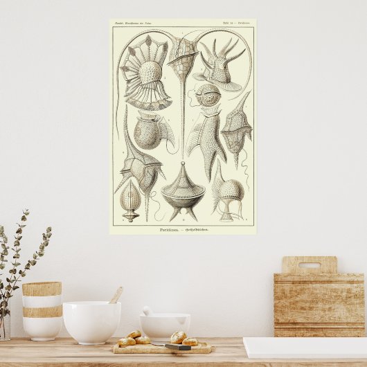 Platte 14 Peridinea Poster (Küche)