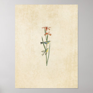 Platte 15   Blauer Gelbschwanz Poster