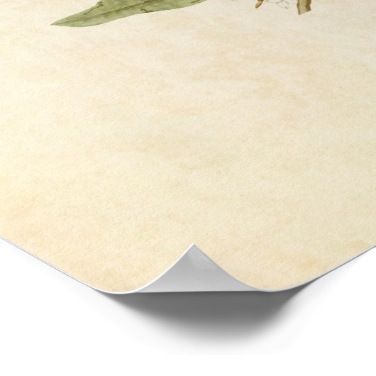 Platte 169 | Mangrove Cuckoo | Vögel in Amerika Poster (Ecke)