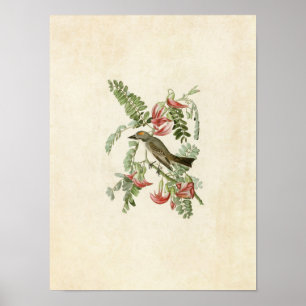 Platte 170   Grauer Tyrant   Vögel in Amerika Poster