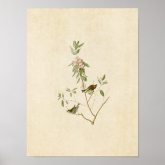 Platte 195 | Ruby-Crowned Wren | Vögel in Amerika Poster