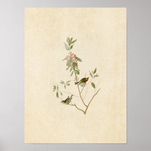 Platte 195 | Ruby-Crowned Wren | Vögel in Amerika Poster (Vorne)