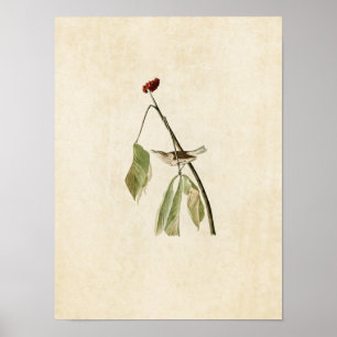 Platte 19   Louisiana Water Thrush Poster