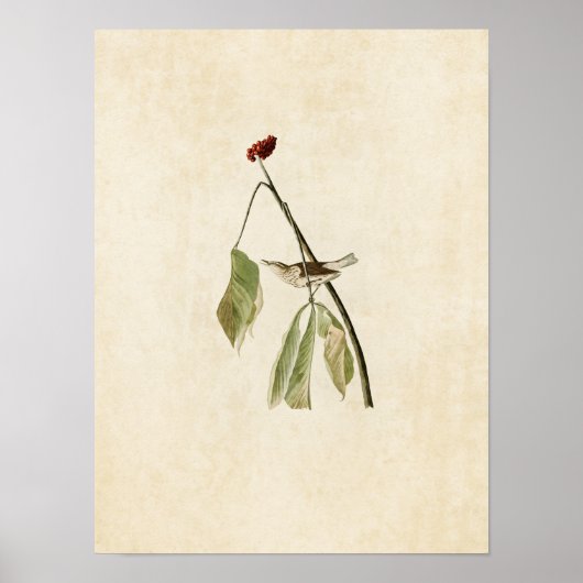 Platte 19 | Louisiana Water Thrush Poster (Vorne)