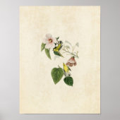 Platte 20 | Blauschwanzgelber Warbler Poster (Vorne)