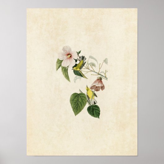 Platte 20 | Blauschwanzgelber Warbler Poster (Vorne)