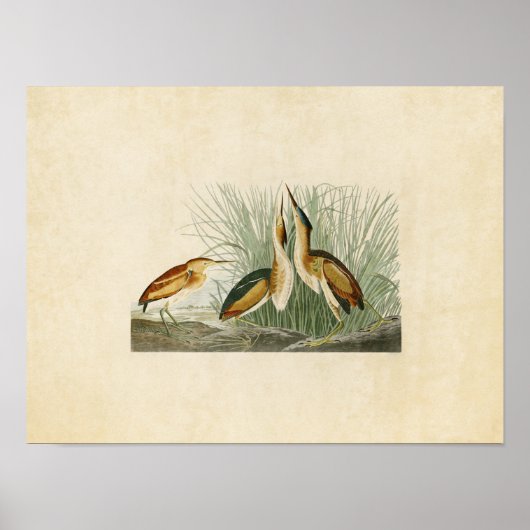 Platte 210 | Geringstes Bittern | Vögel in Amerika Poster (Vorne)