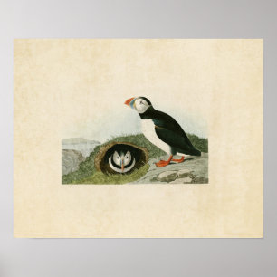 Platte 213   Puffin   Vögel in Amerika Poster
