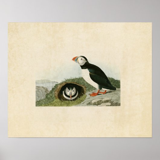 Platte 213 | Puffin | Vögel in Amerika Poster (Vorne)