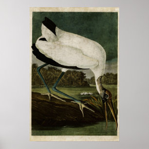 Platte 216 Holz Ibis Vögel in Amerika Poster