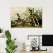 Platte 221 | Mallard Duck | Vögel in Amerika Poster (Heimbüro)