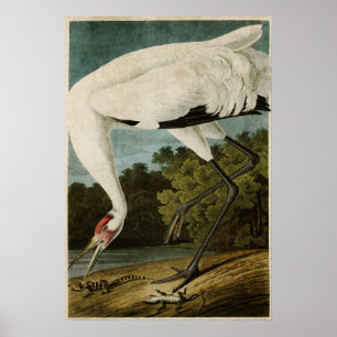 Platte 226 Kranwagen Vögel in Amerika Poster
