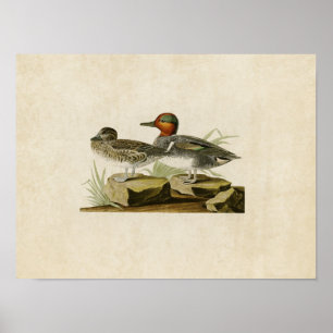 Platte 228 American Green Winged Aquamarin Poster