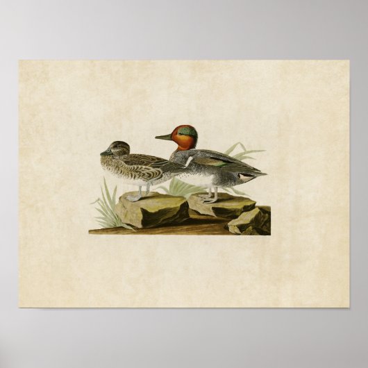 Platte 228 | American Green Winged Aquamarin Poster (Vorne)