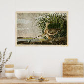 Platte 231 | Langschnabel | Vögel in Amerika Poster (Küche)