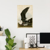 Platte 241 | Schwarzer Schiffsmöwe | Vögel in Amer Poster (Heimbüro)