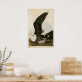 Platte 241 | Schwarzer Schiffsmöwe | Vögel in Amer Poster (Küche)