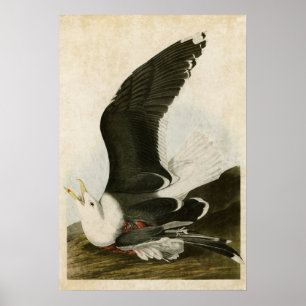 Platte 241 Schwarzer Schiffsmöwe Vögel in Amer Poster