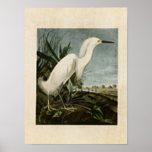 Platte 242   Schneeheron oder Weißer Egret Poster