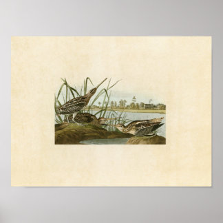 Platte 243 | American Snipe | Vögel in Amerika Poster