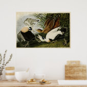 Platte 246 | Edier Duck | Vögel in Amerika Poster (Küche)