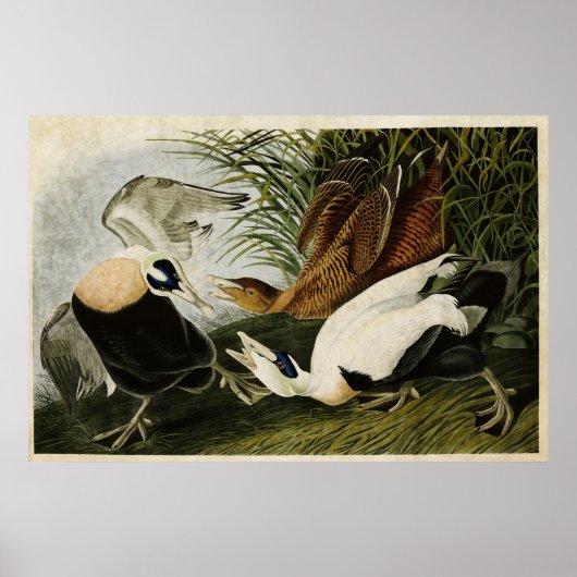 Platte 246 | Edier Duck | Vögel in Amerika Poster (Vorne)