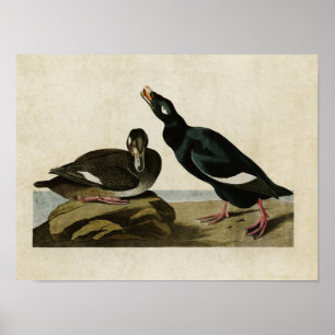 Platte 247   Velvet Duck   Vögel in Amerika Poster