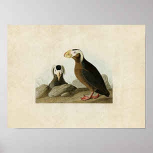 Platte 249 Tufted Auk Vögel in Amerika Poster