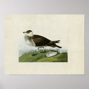 Platte 253 Jäger Vögel in Amerika Poster