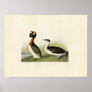 Platte 259 Horned Grebe Vögel in Amerika Poster