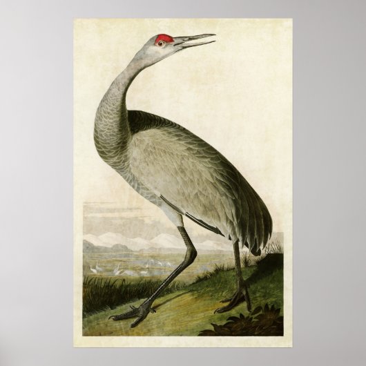 Platte 261 | Kranwagen | Vögel in Amerika Poster (Vorne)