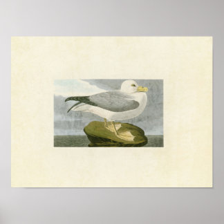 Platte 264 | Fulmar Petrel | Vögel in Amerika Poster
