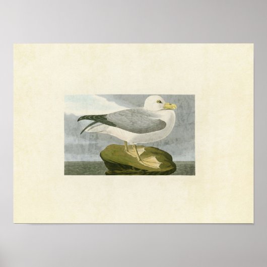 Platte 264 | Fulmar Petrel | Vögel in Amerika Poster (Vorne)
