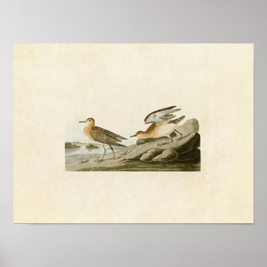 Platte 265 | Sandpiper mit Brustbrust Poster (Vorne)
