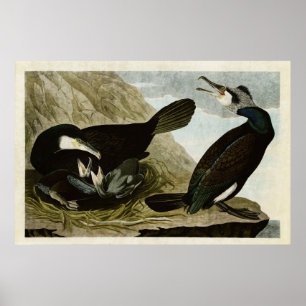Platte 266 Kormoran Vögel in Amerika Poster