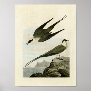 Platte 267   arktischer Jäger   Vögel in Amerika Poster