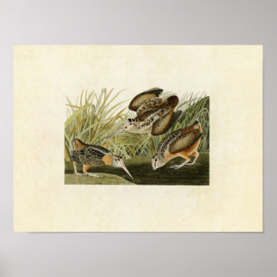 Platte 268 American Woodcock Vögel in Amerika Poster