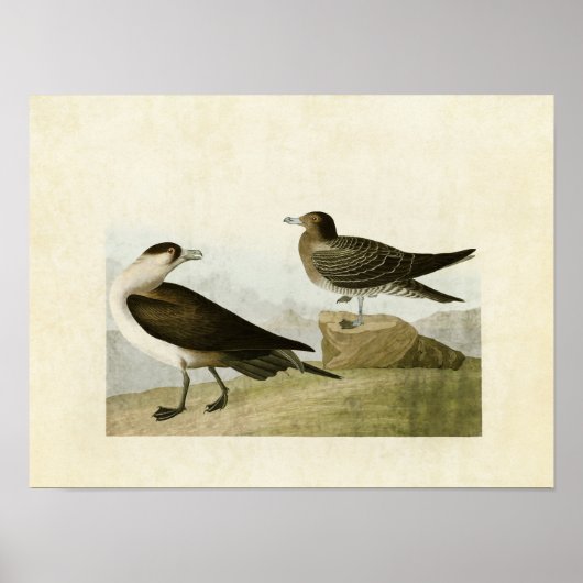 Platte 272 | Richardson's Jäger | Vögel in Amerika Poster (Vorne)
