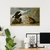 Platte 276 | King Duck | Vögel in Amerika Poster (Heimbüro)