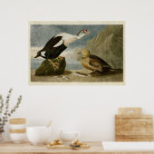 Platte 276 | King Duck | Vögel in Amerika Poster (Küche)
