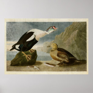 Platte 276   King Duck   Vögel in Amerika Poster
