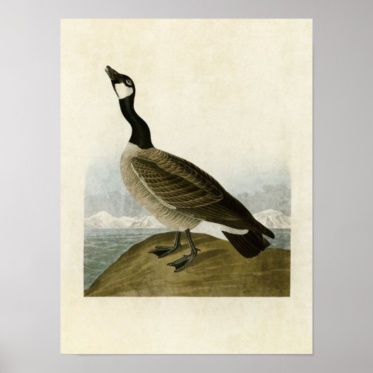 Platte 277 | Hutchins-Barnacle-Gänse Poster (Vorne)