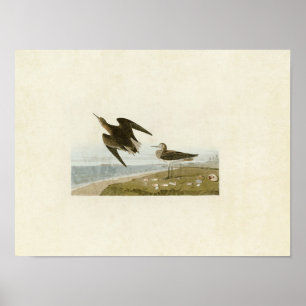 Platte 278   Schinzer Sandpiper   Vögel in Amerika Poster