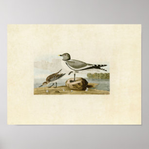 Platte 285 Gabelschwanzmöwe Vögel in Amerika Poster