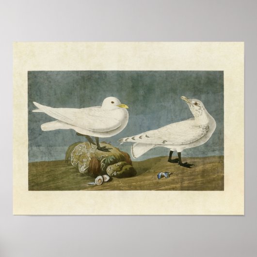 Platte 287 | Ivory Gull | Vögel in Amerika Poster (Vorne)