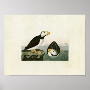 Platte 293   Puffsänger mit Großbildern   Vögel in Poster