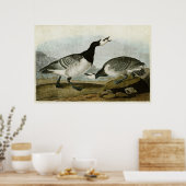 Platte 296 | Barnacle Goose | Vögel in Amerika Poster (Küche)