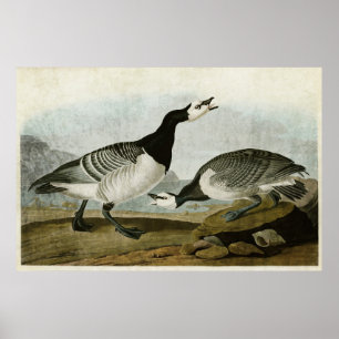 Platte 296 Barnacle Goose Vögel in Amerika Poster