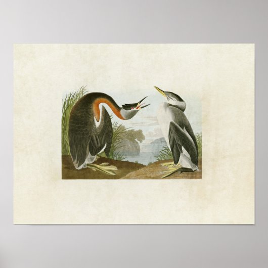 Platte 298 | Red Necked Grebe | Vögel in Amerika Poster (Vorne)