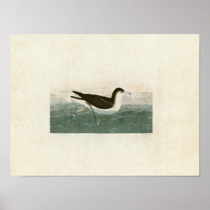 Platte 299 Dusky Petrel Vögel in Amerika Poster
